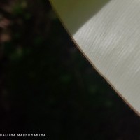 Calophyllum bracteatum Thwaites
